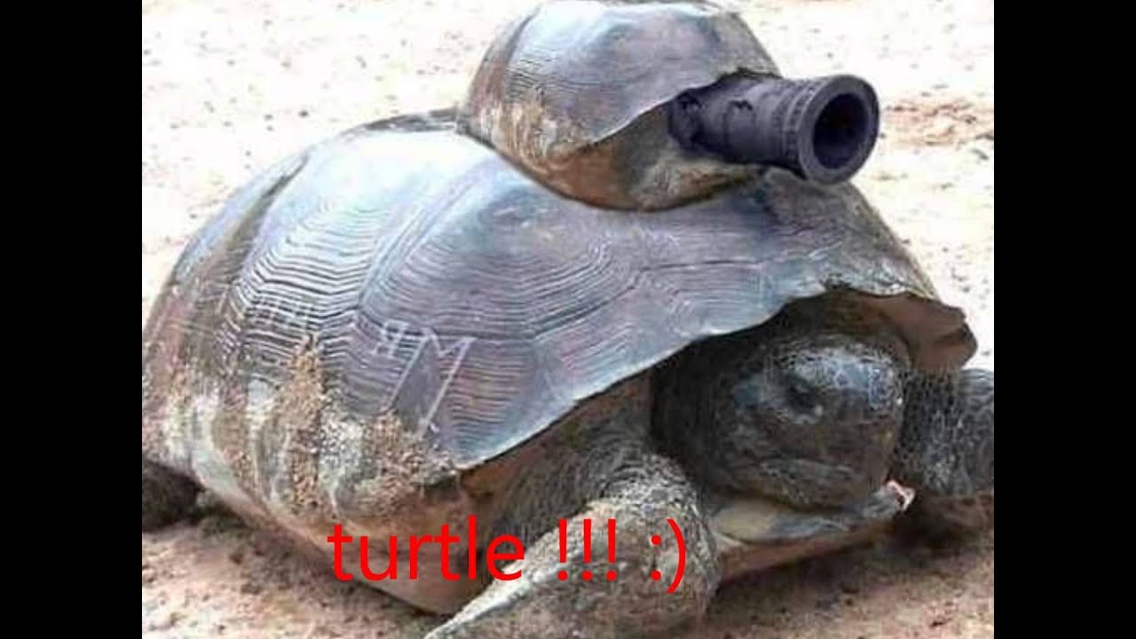 Черепаха в каске