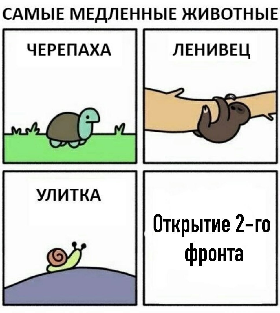 Прикольная черепаха