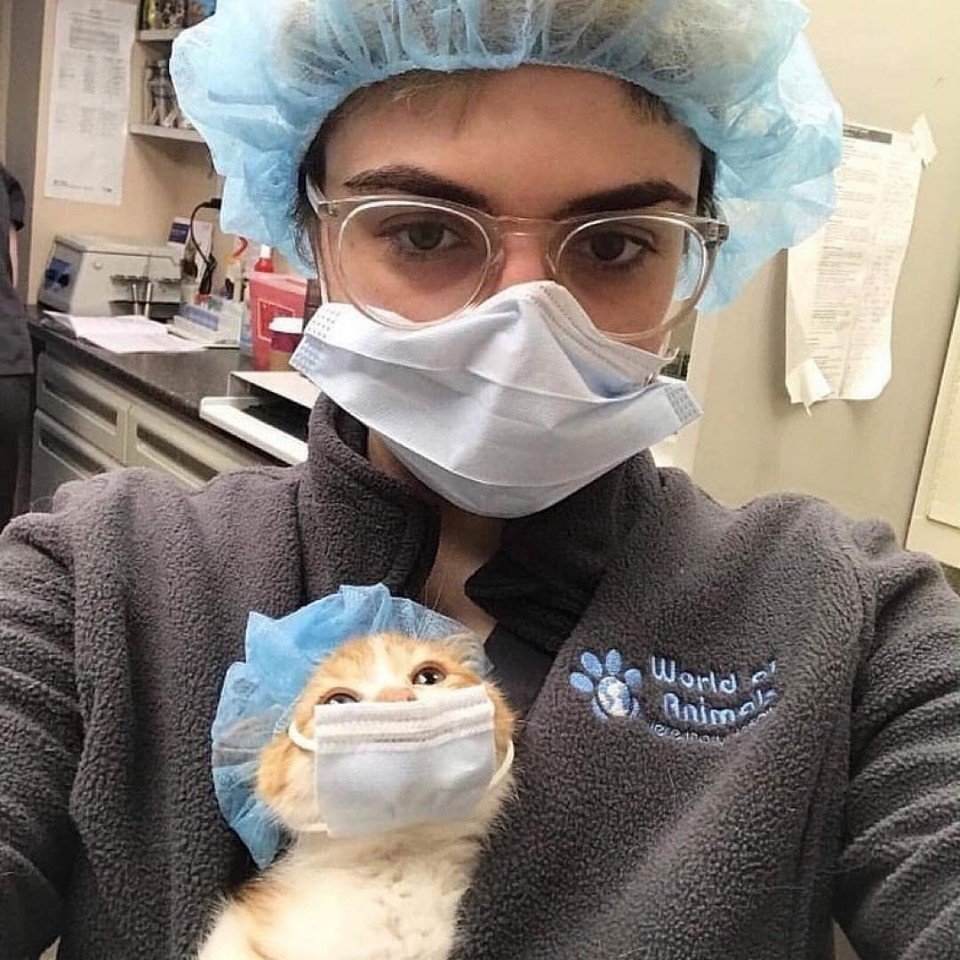 Кот в медицинской маске