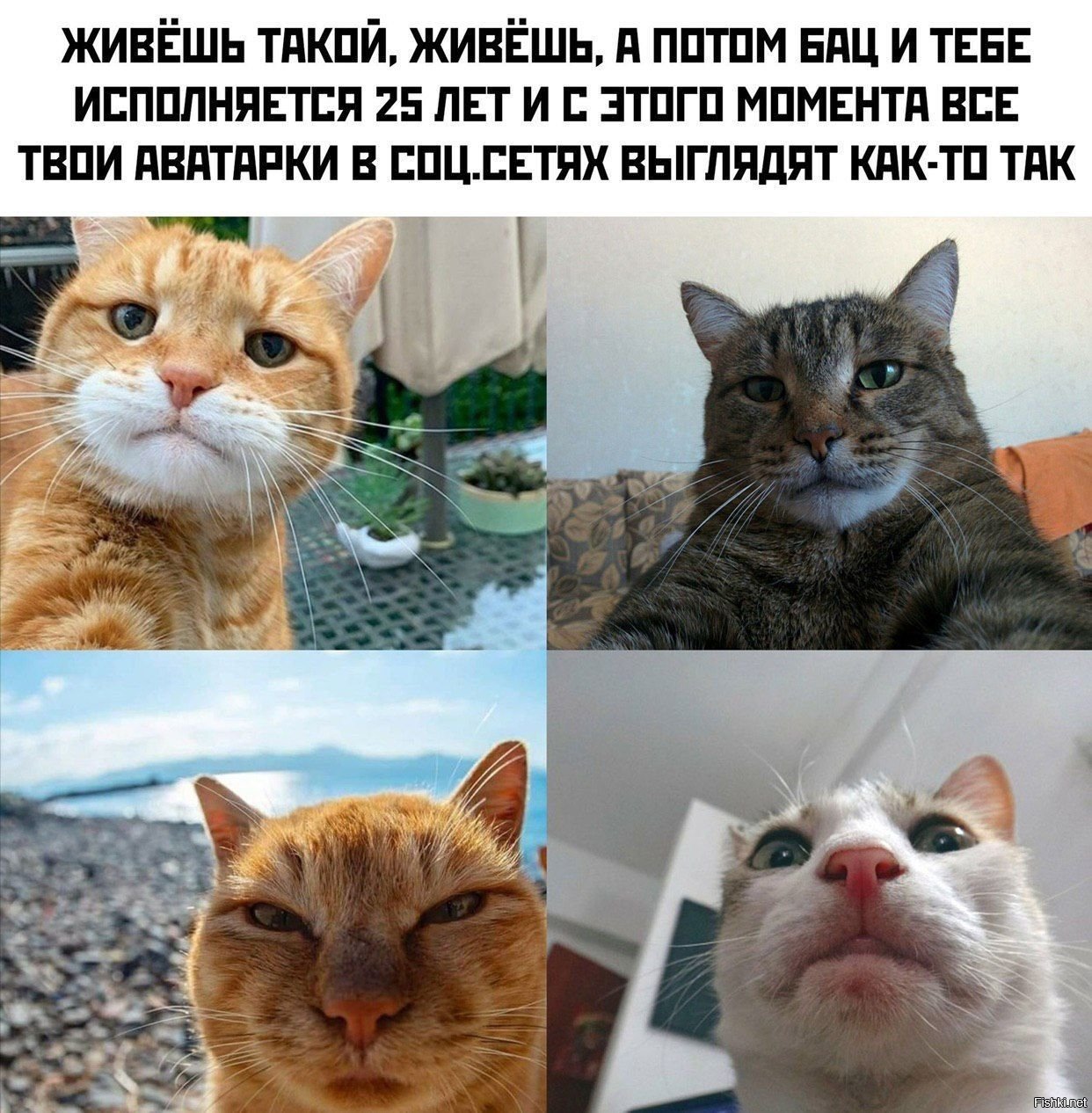 Говорят выгляжу. Мемы с котами. Мемы с котами и надписями. Котики смешные мемы. Котики мемы с надписями.