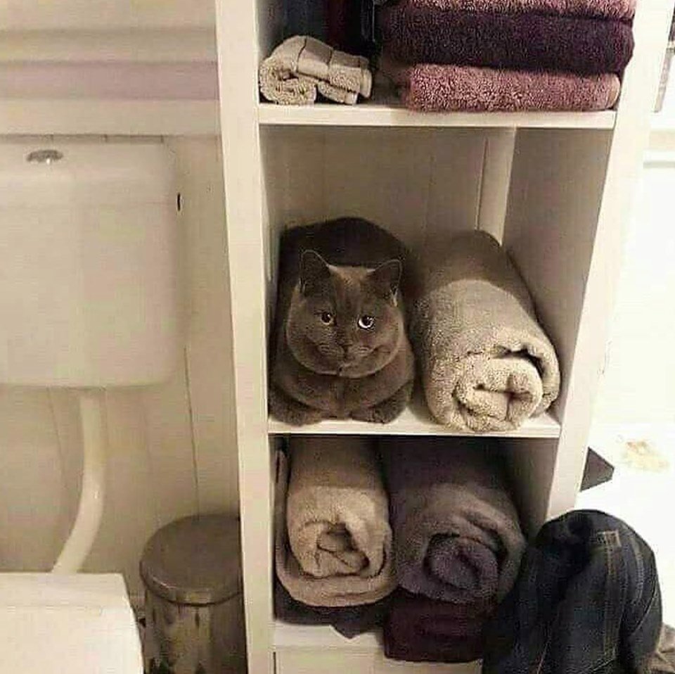 Котик в шкафу