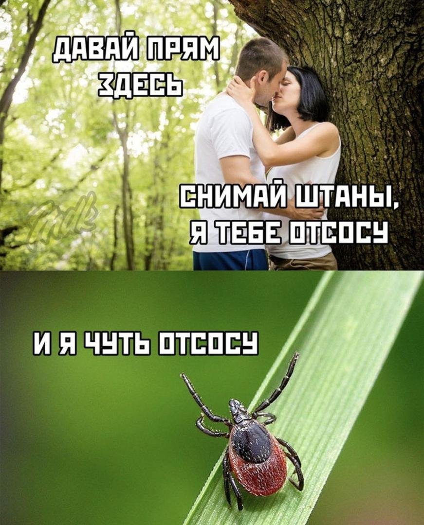 Мемы про клещей