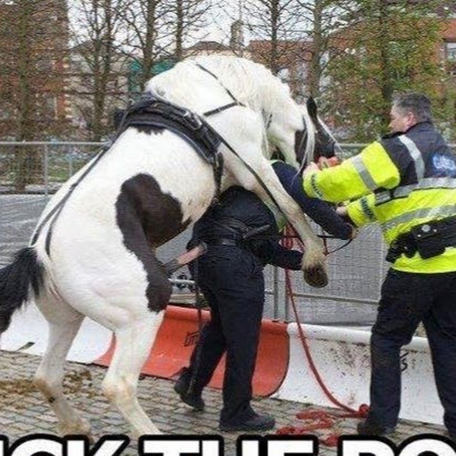 Конь и полицейский прикол