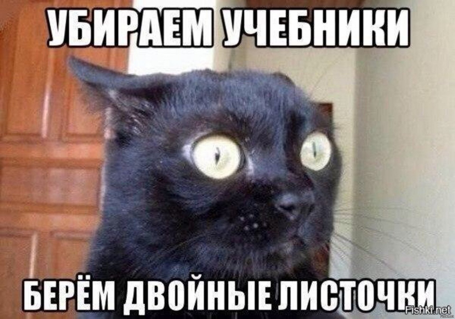 Черный кот с выпученными глазами