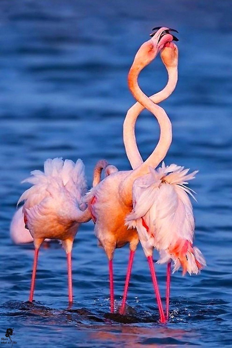 Фламинго самец