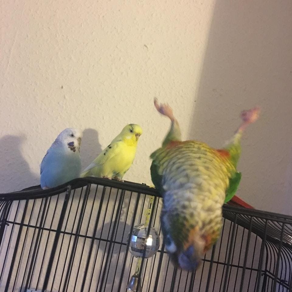 Прикольные попугаи