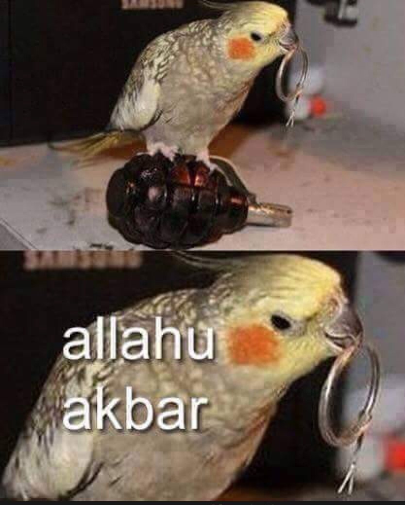Попугай Аллах Акбар