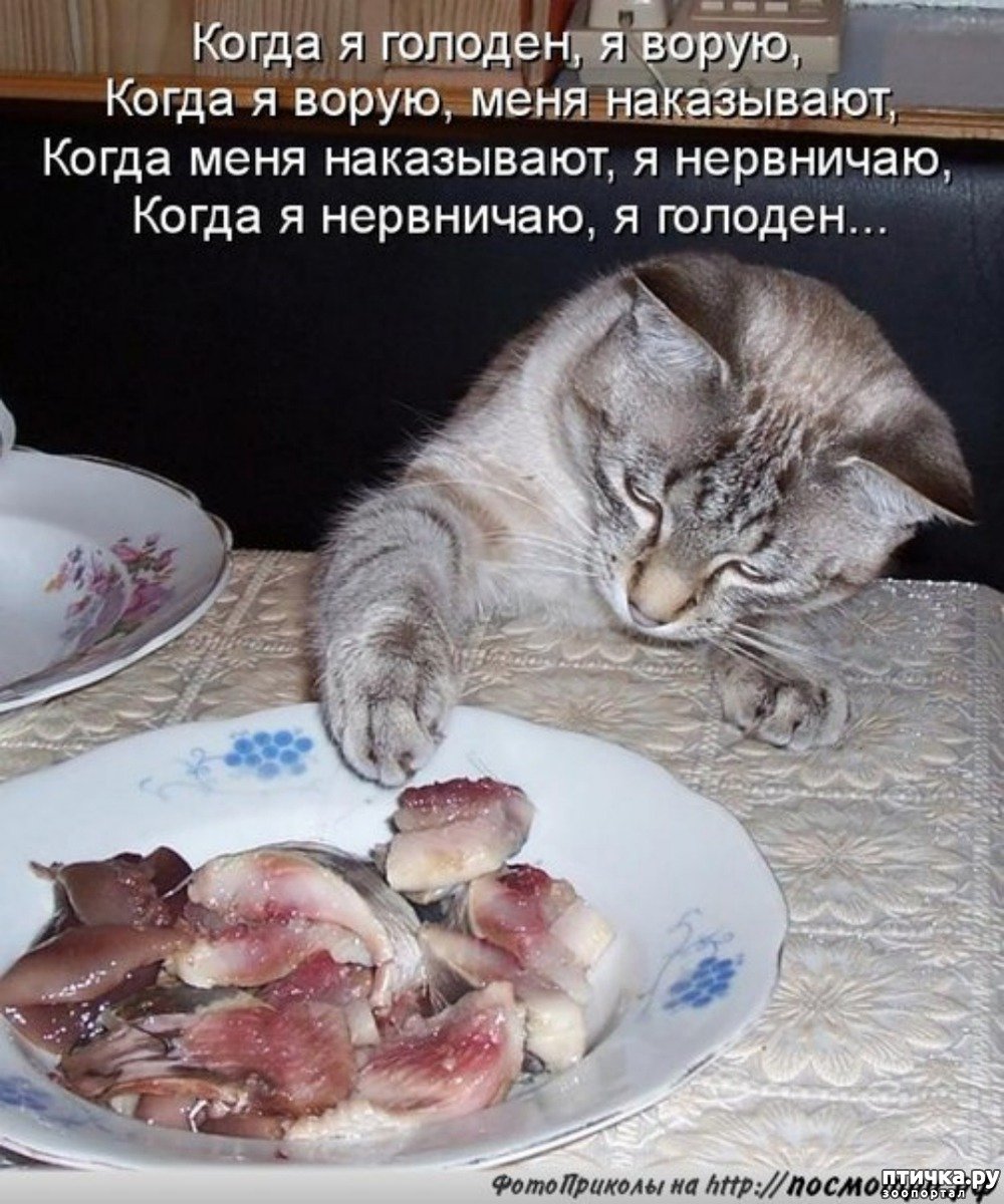 Голодным не буду. Кот и селедка. Кот ест селедку. Коты и селедка. Кот хочет кушать.