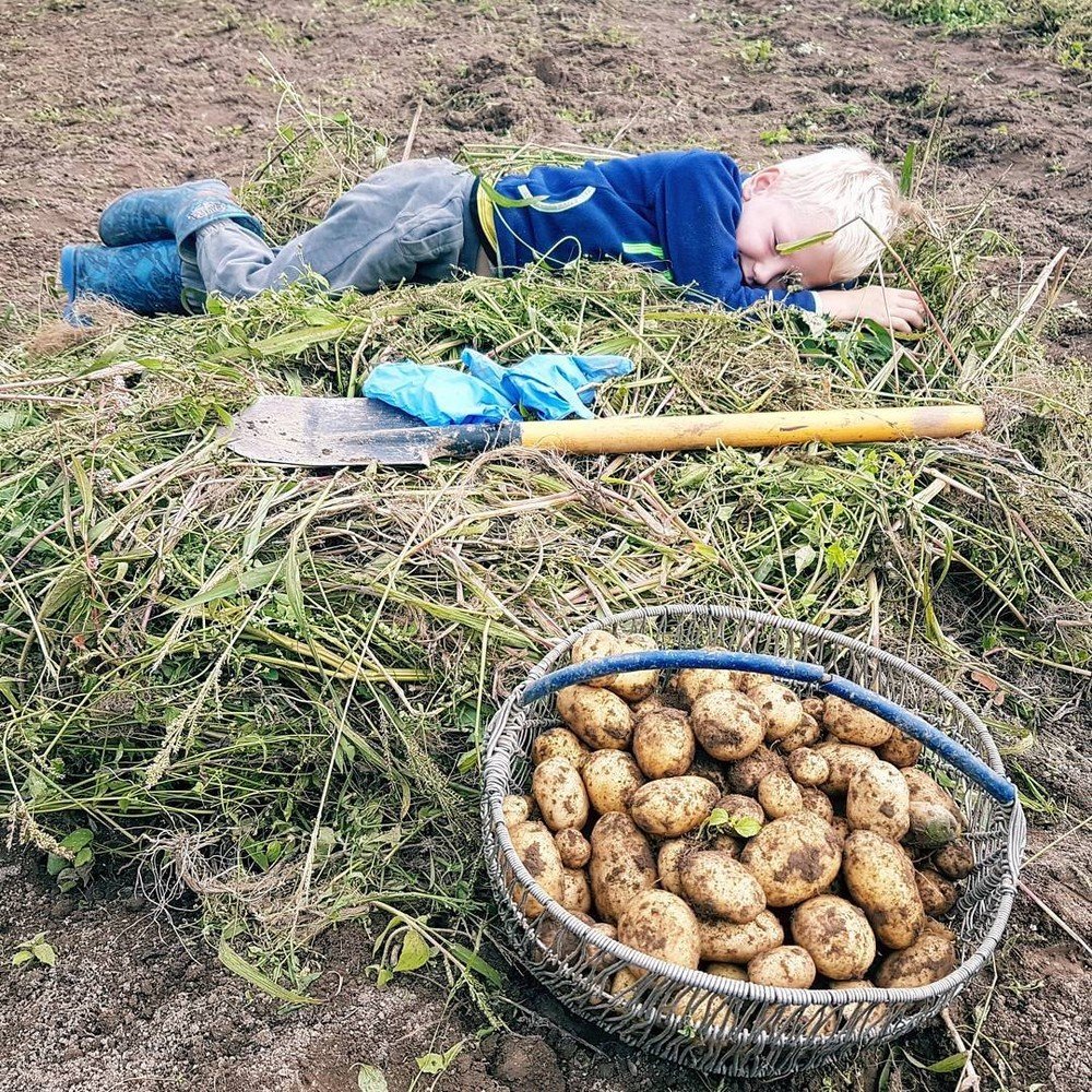 Уборка картошки на даче