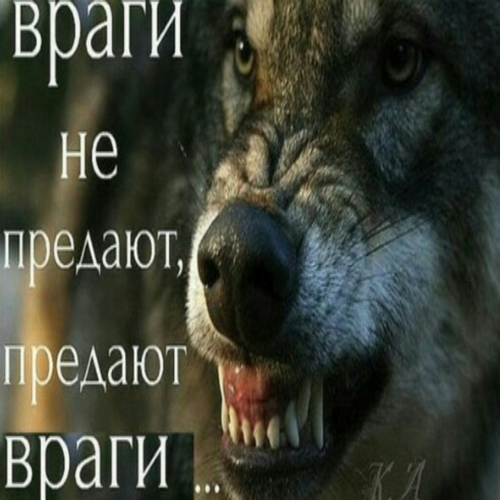 Волк Одиночка Прикол
