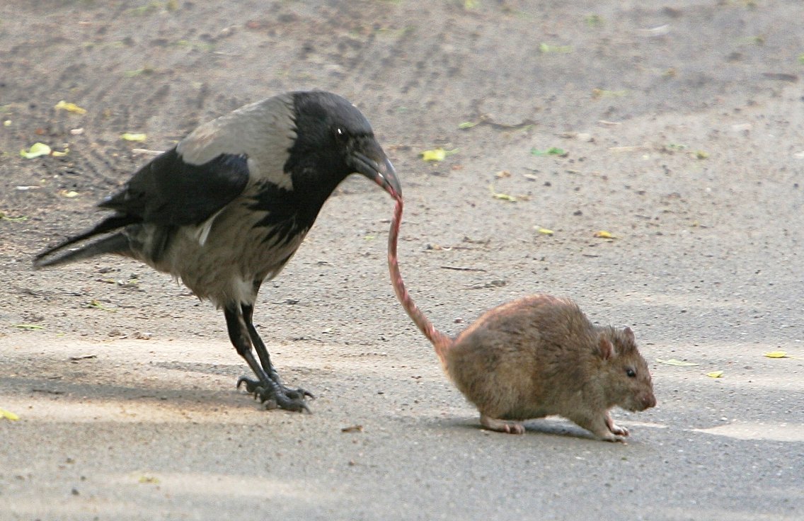 Крыса и ворона