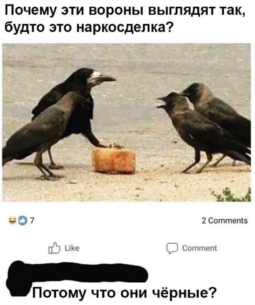 Галка шутки