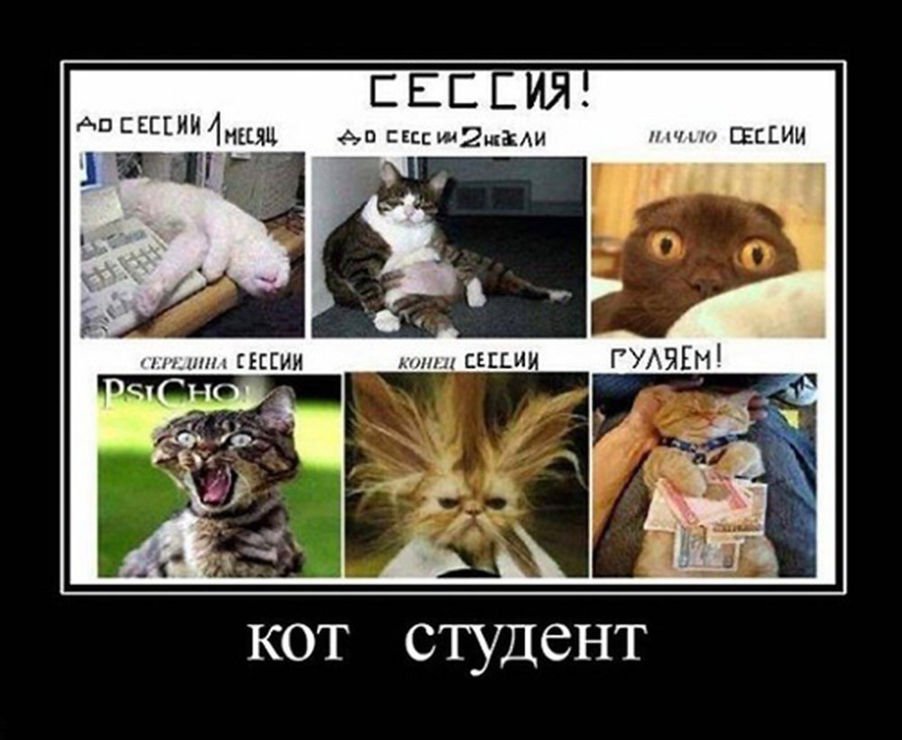 Коты на сессии