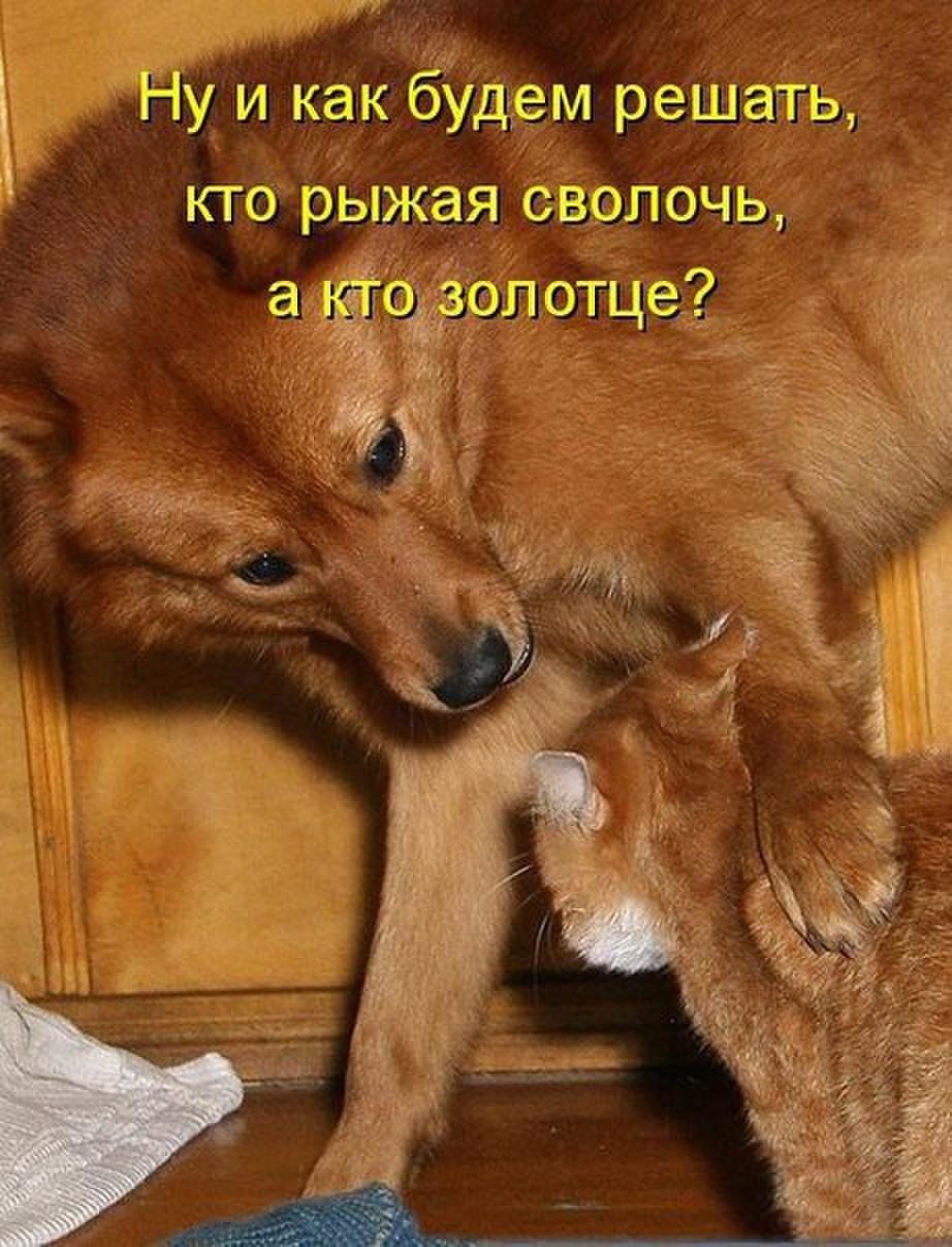 Котята смешные и щенята