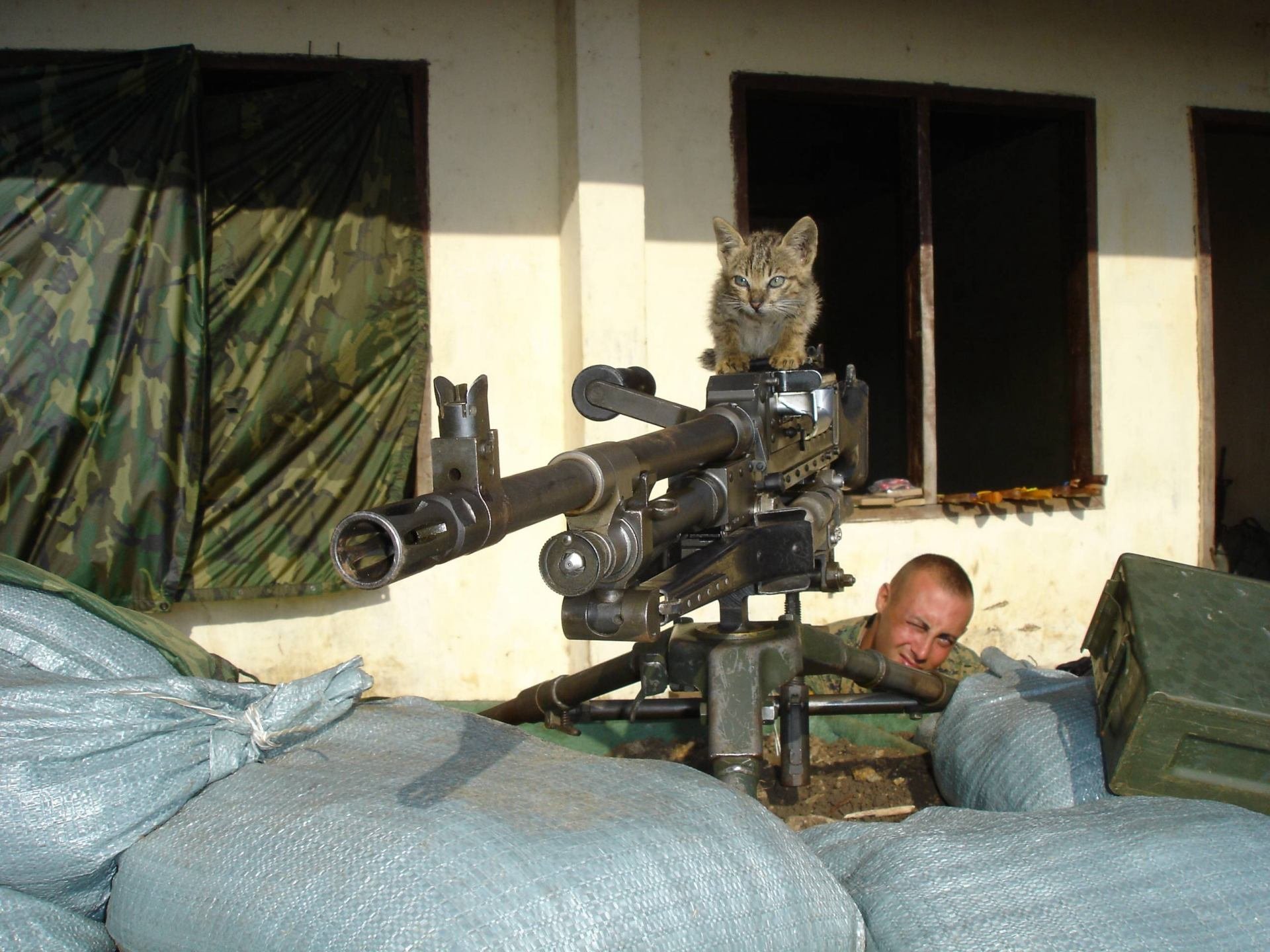 Коты Снайперы
