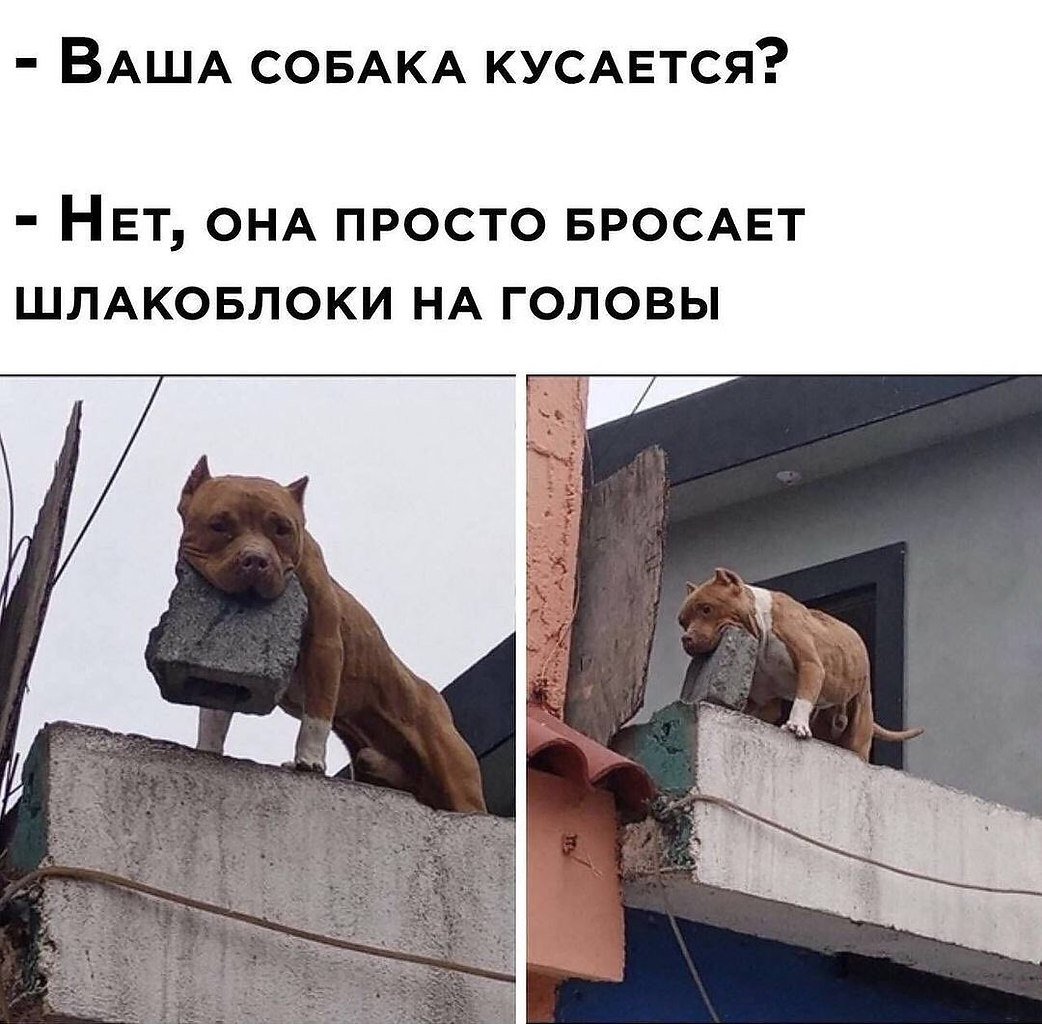 Собака друг человека картинки прикольные