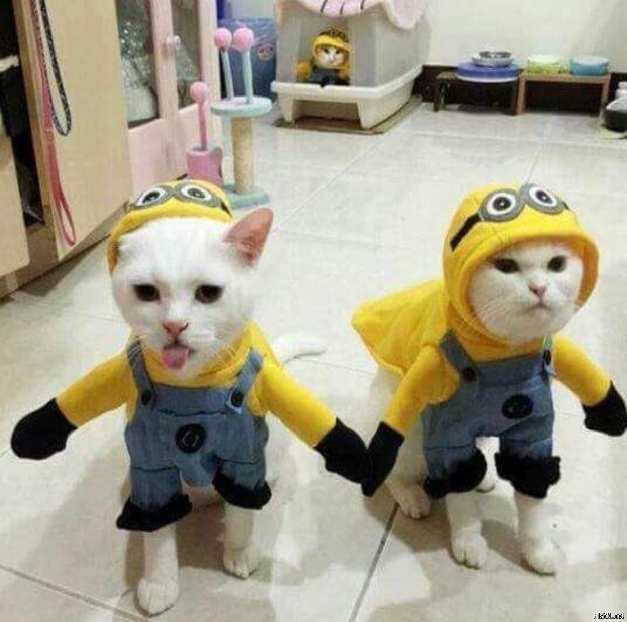 Кот в костюме собаки
