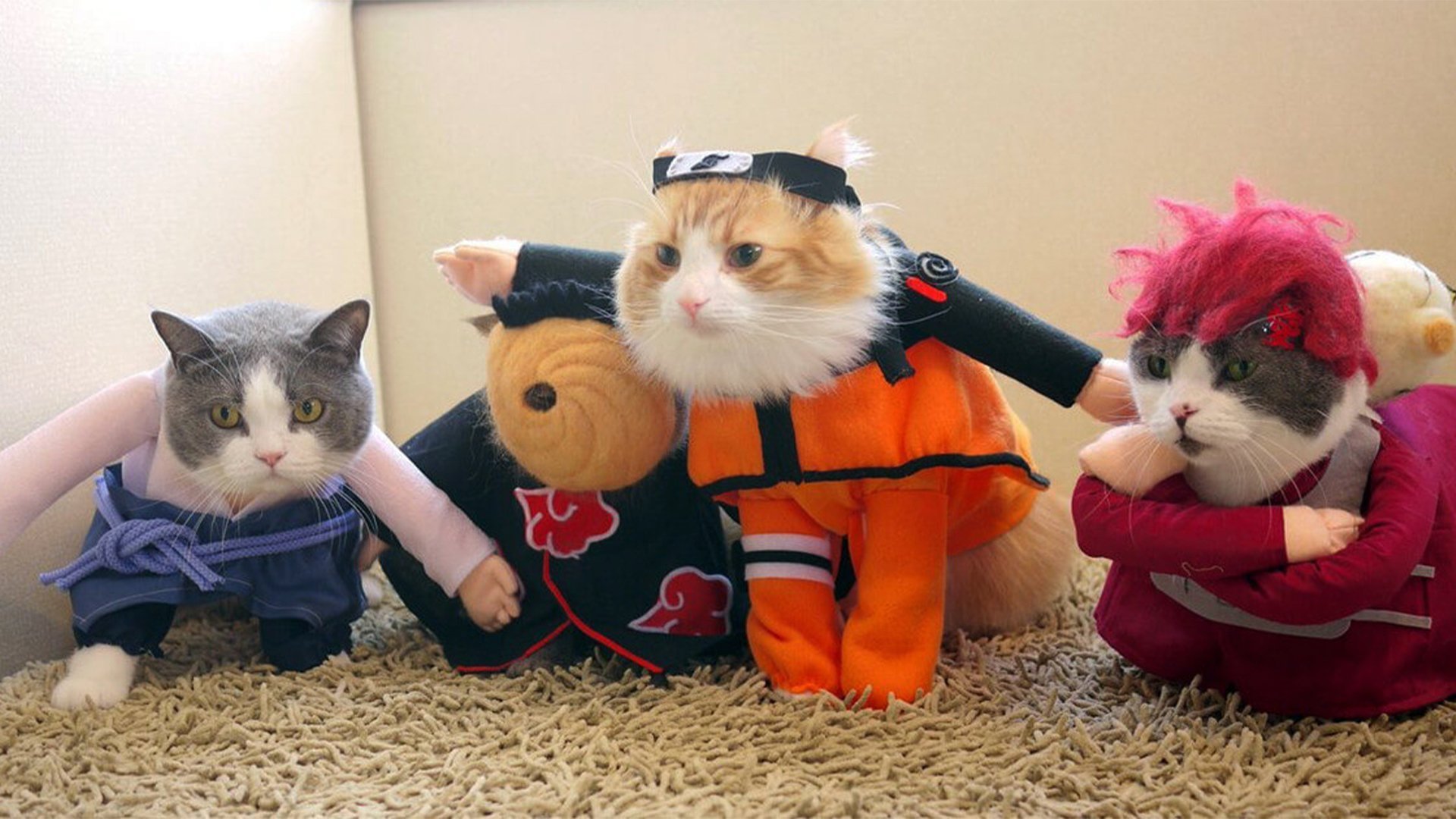 Смешные костюмы для кошек