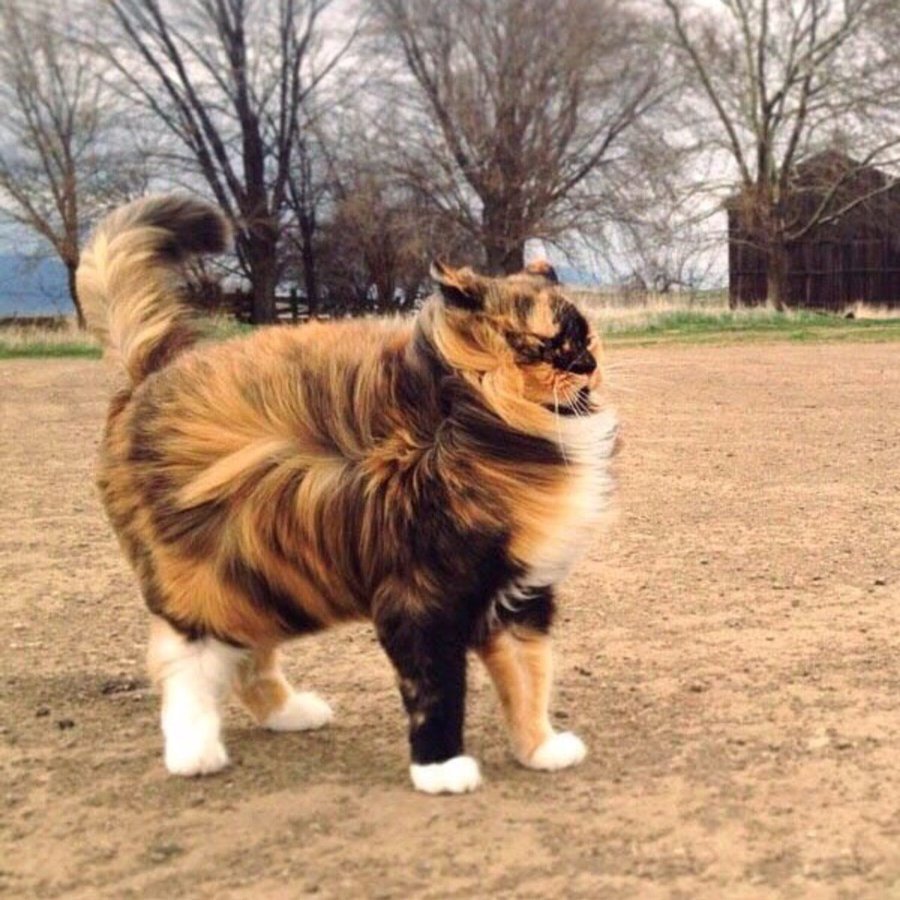 Сильный ветер кот