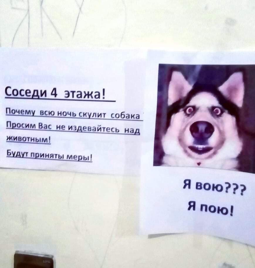 Пропала собака