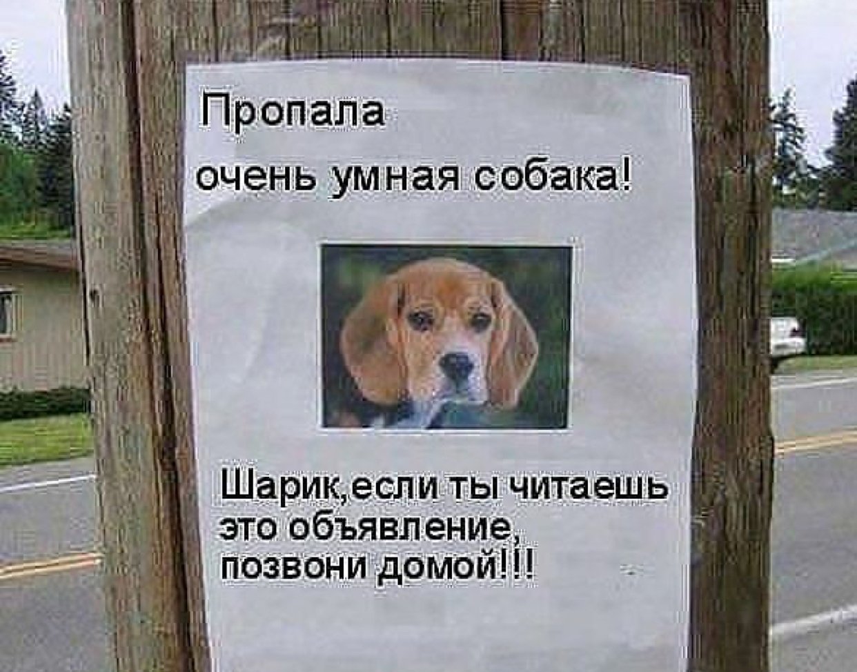 Картинка потерялась собачка