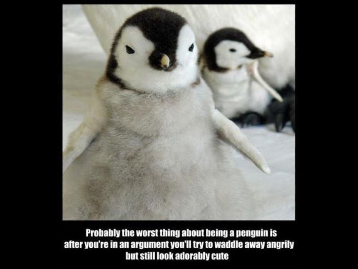Пингвины смешные картинки с надписями