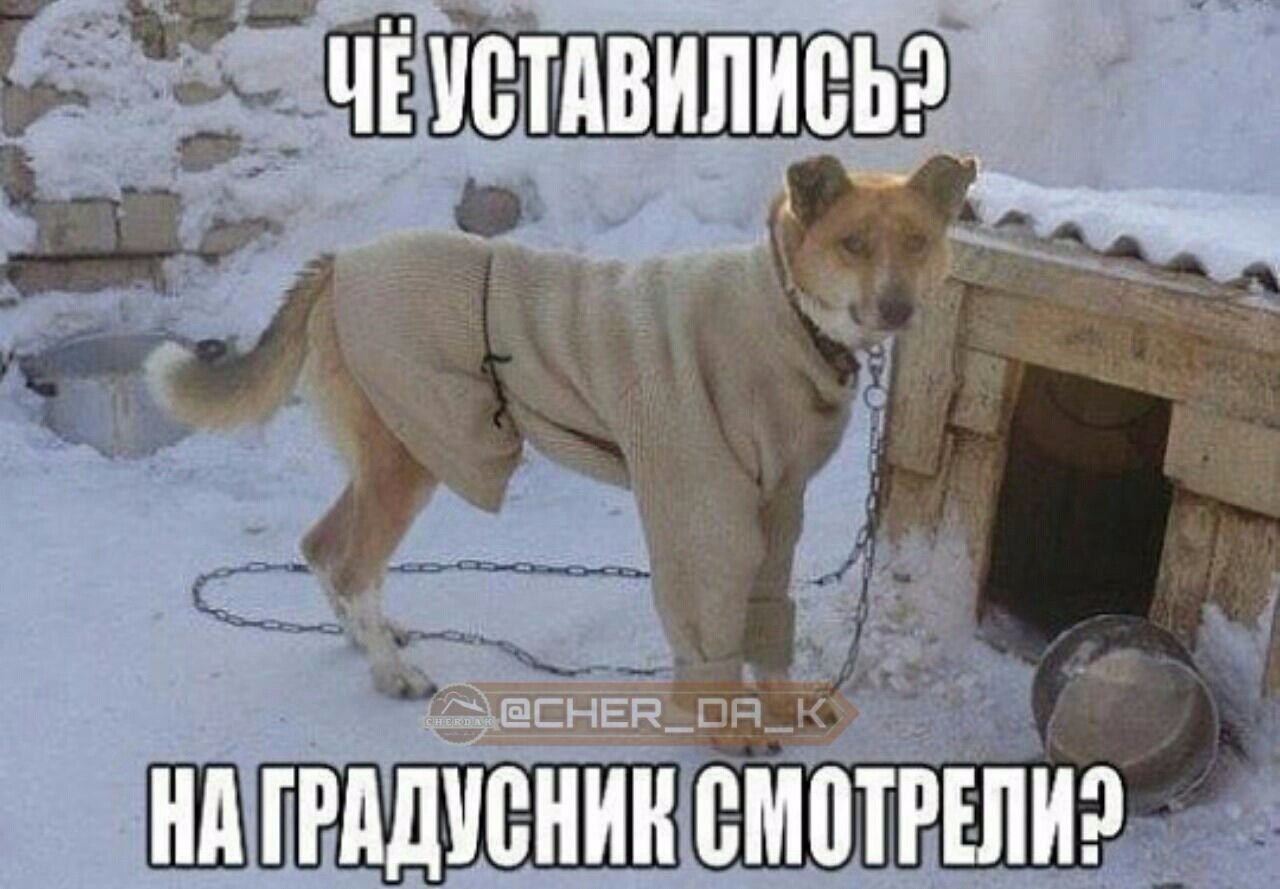 Собака в валенках