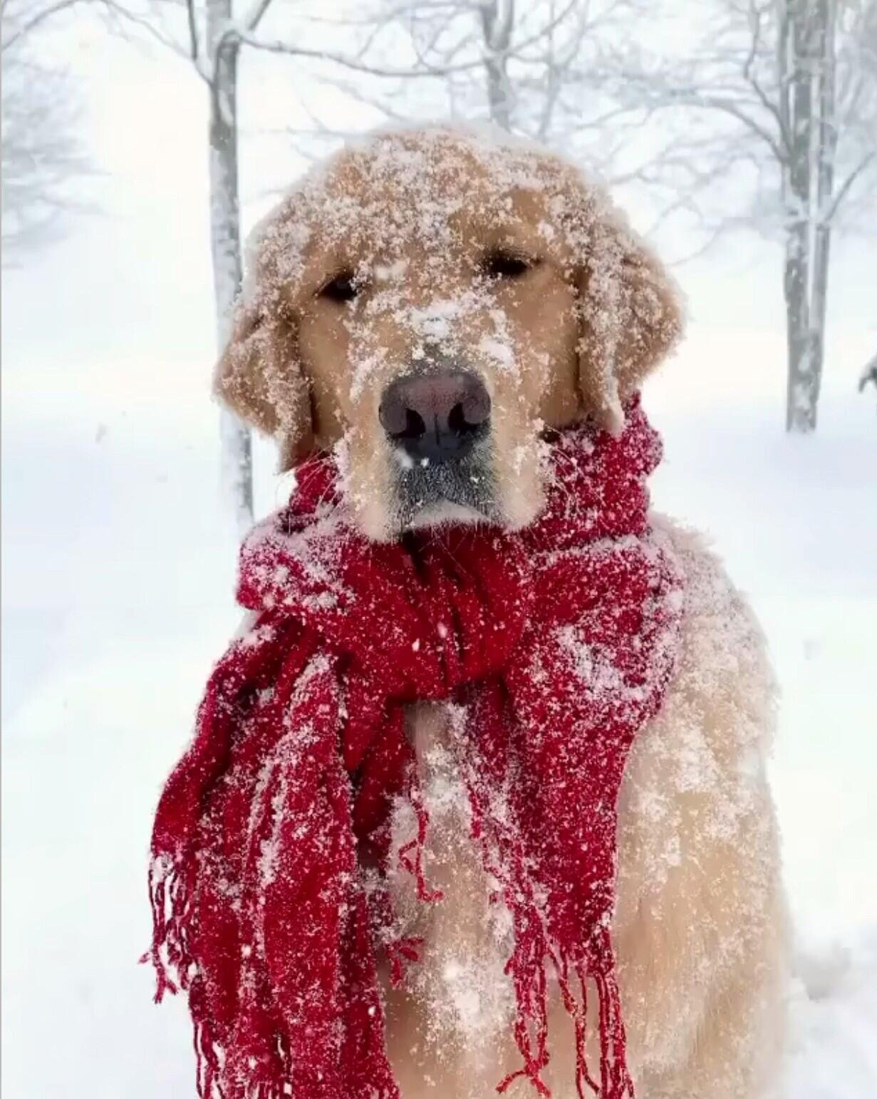 Собака зимой