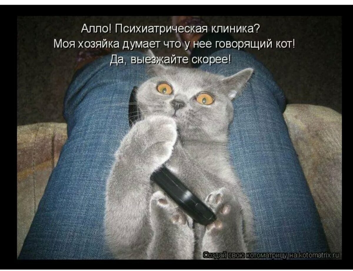 Включи кота быстрей