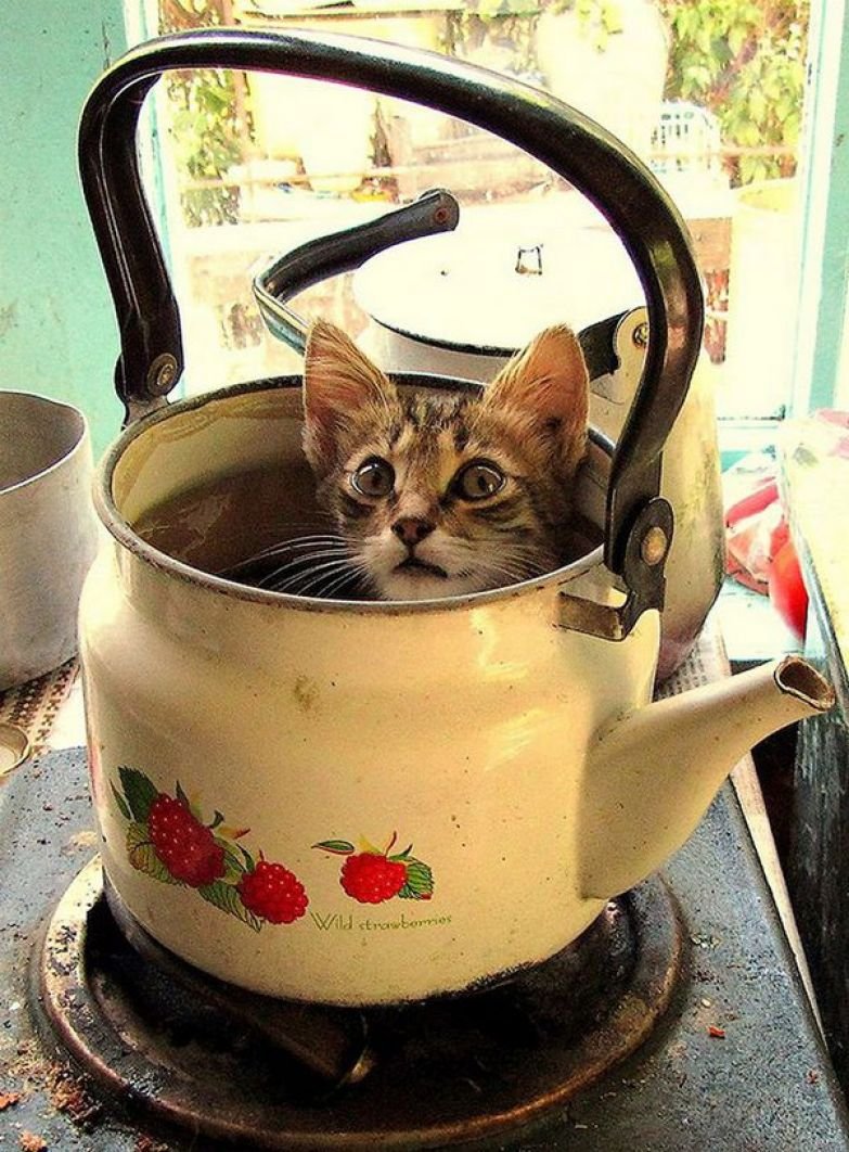 Котенок в чайнике
