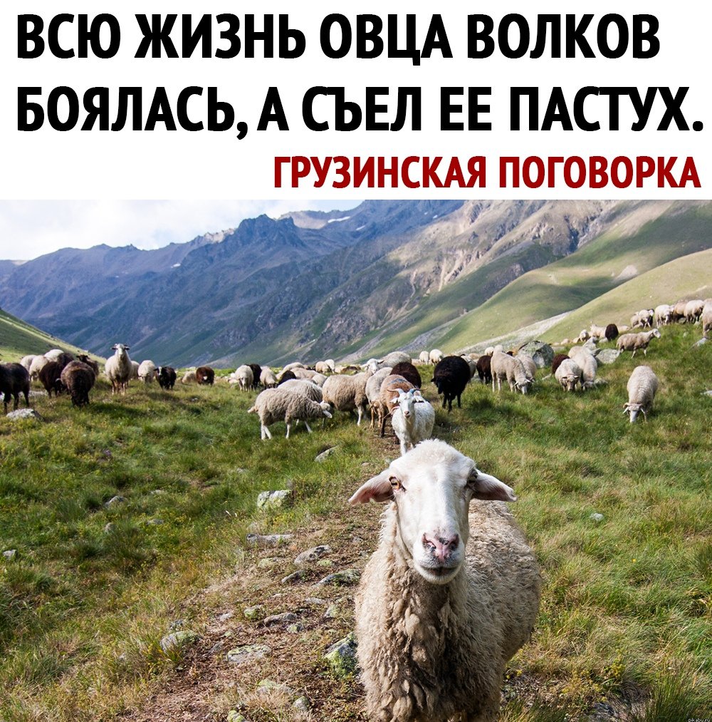 Грузинская пословица про овцу