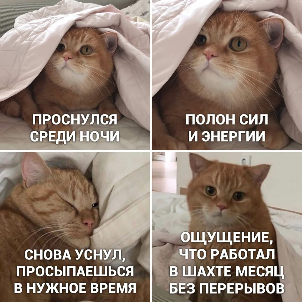 Мемы с котами и надписями