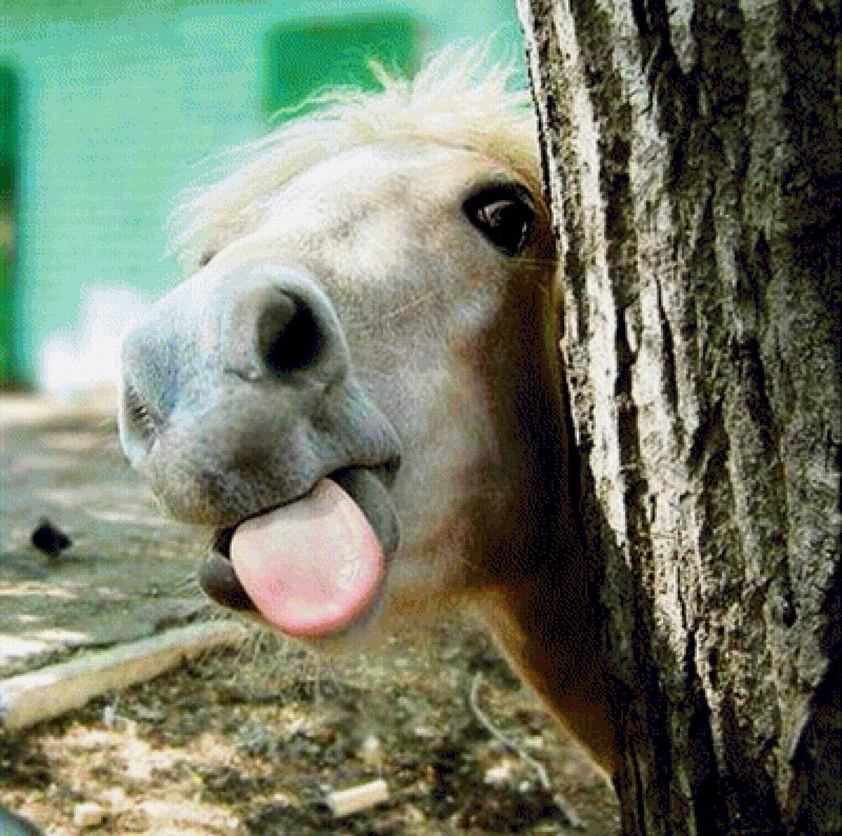 Лошадь показывает язык