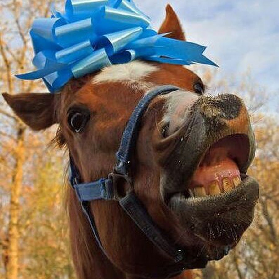 лошадь на день рождения