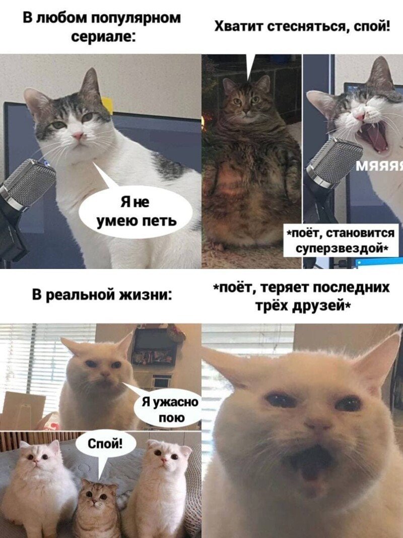 Смешной кот Мем