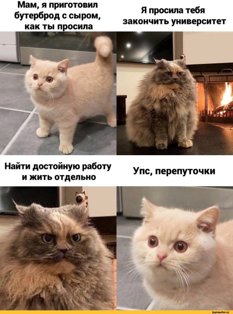 Смешные коты фото мемы