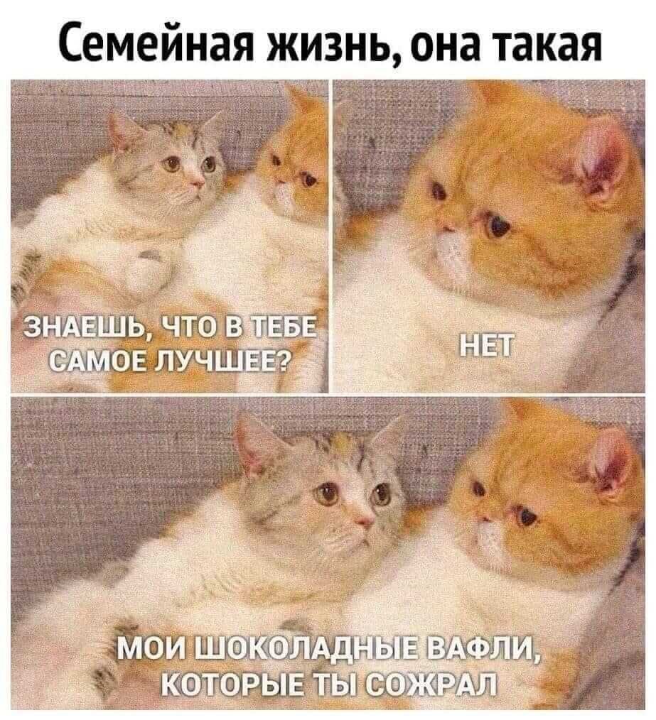 Мемы с котами и надписями