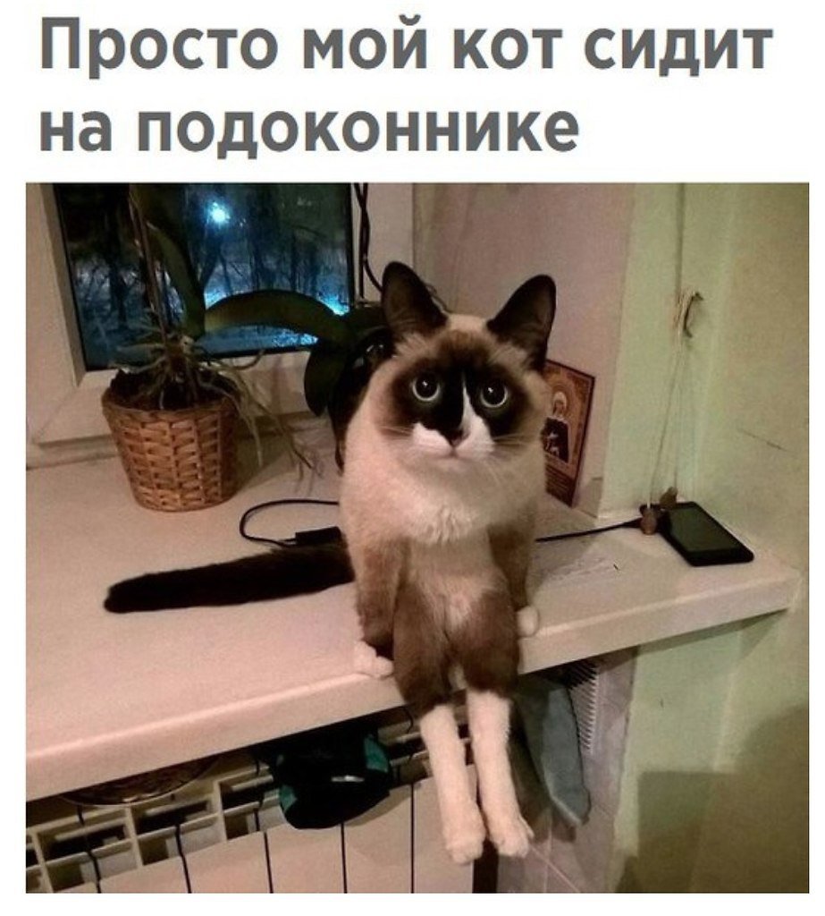 Котик сидит и ждет