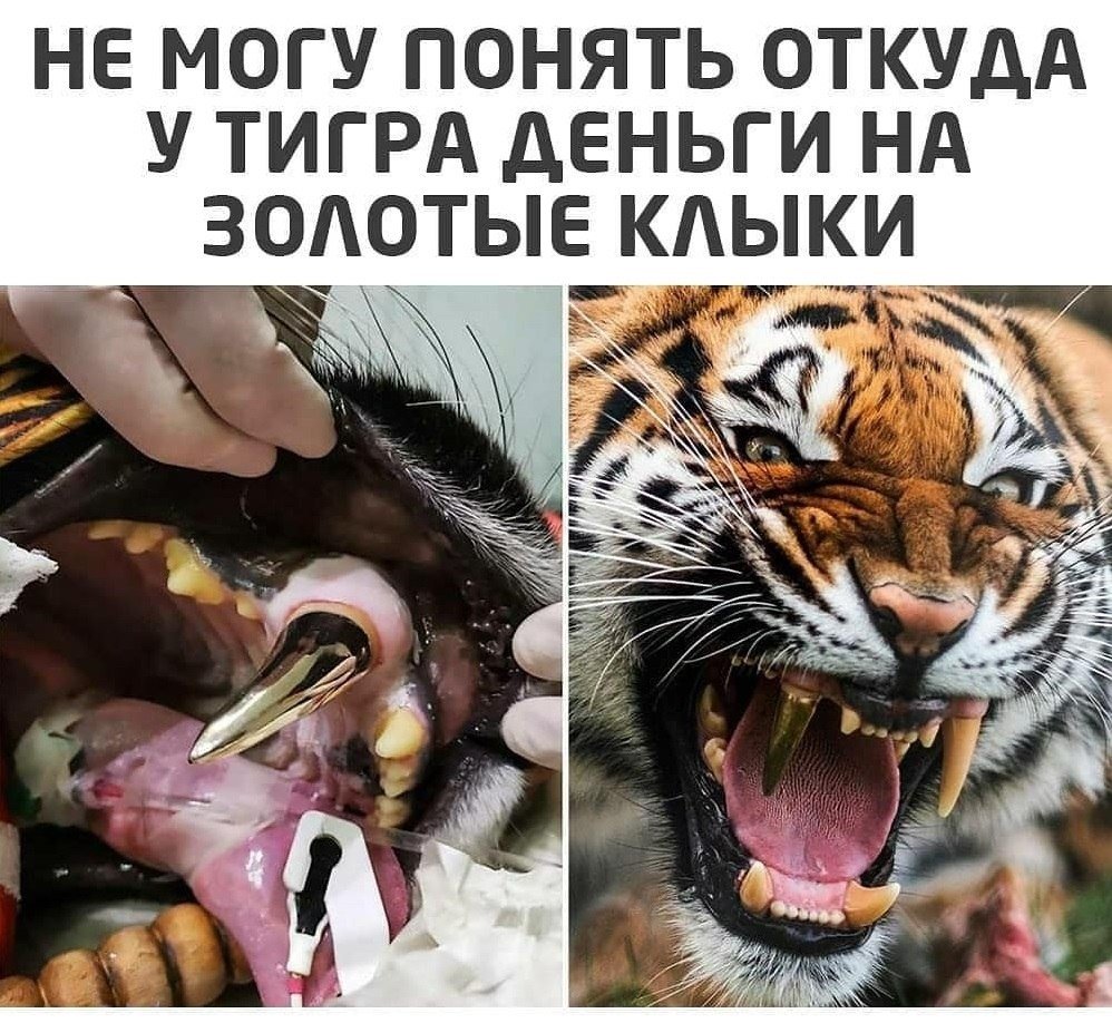 Тигр прикол
