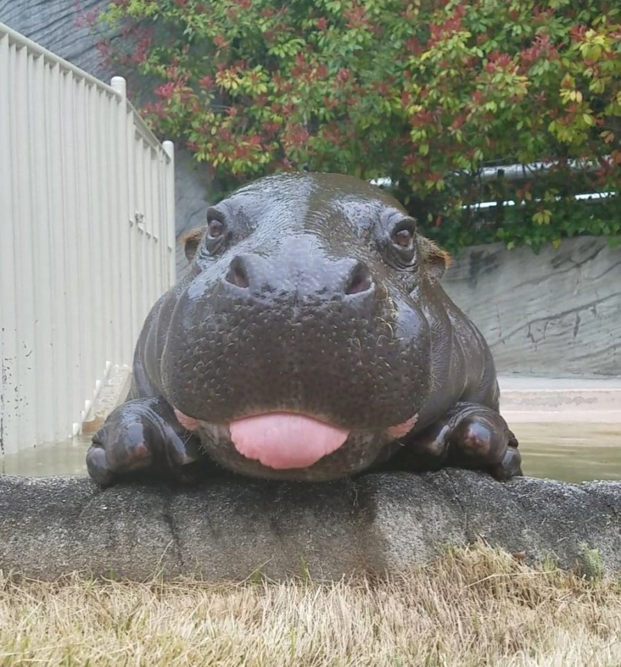 Бегемот Hippo