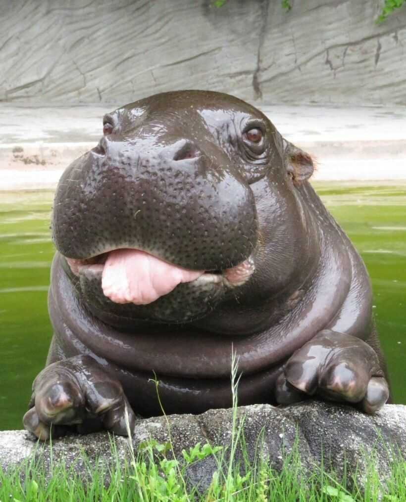 Бегемот Hippo