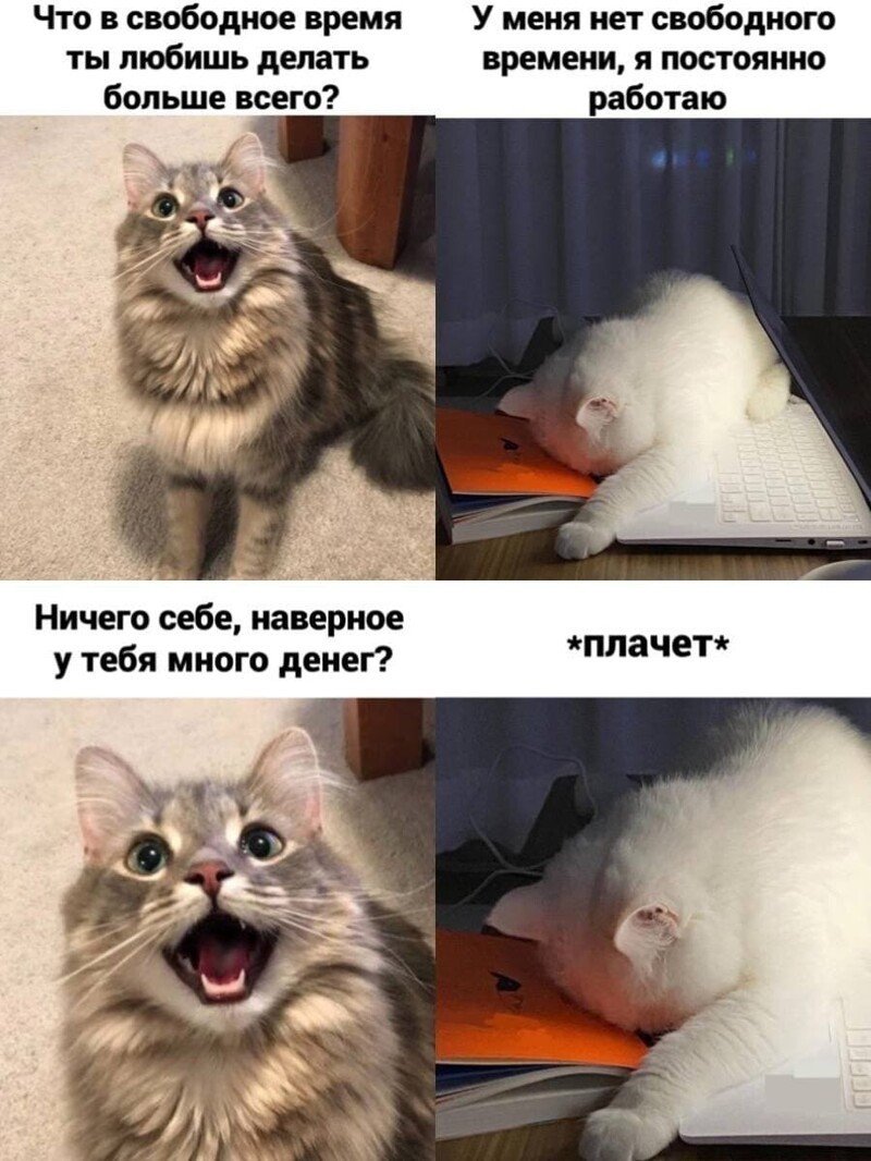 Мемы с котами