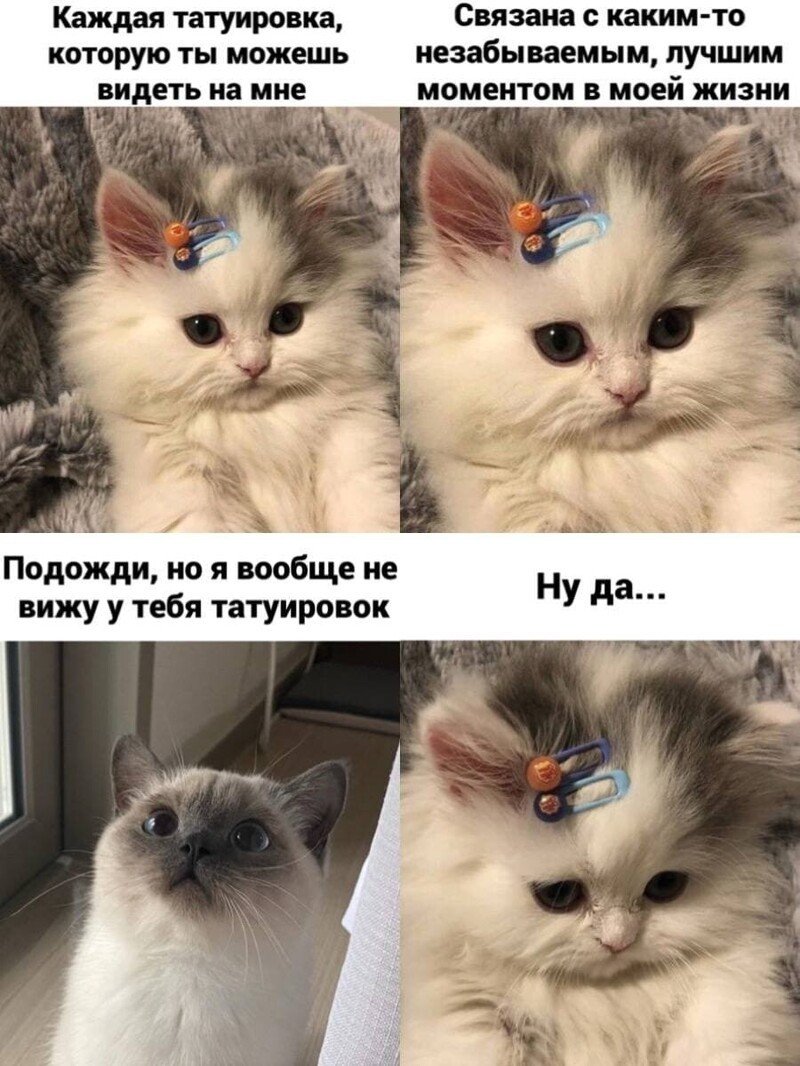 Смешные мемы с котами