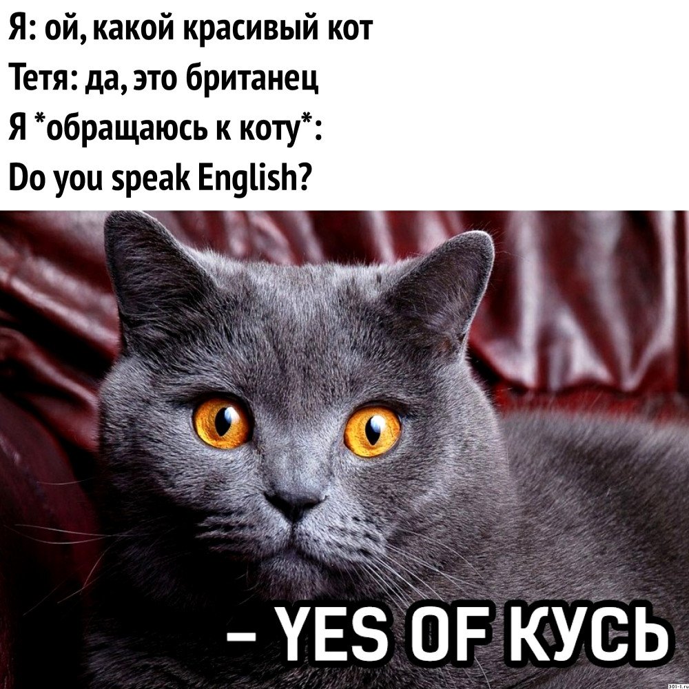 Котики мемы с надписями