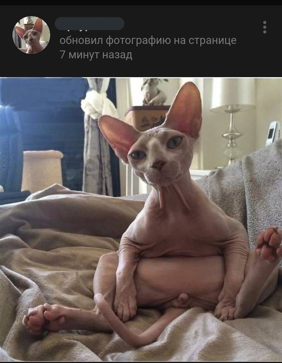 Смешные лысые коты