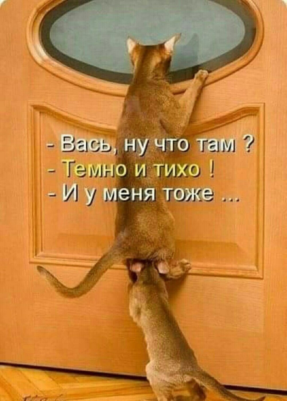 Кошачье любопытство