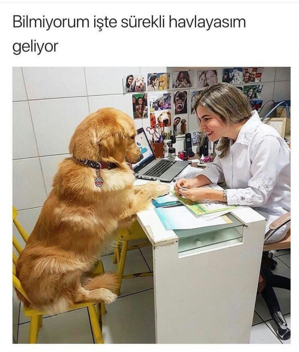 Ветеринар прикол
