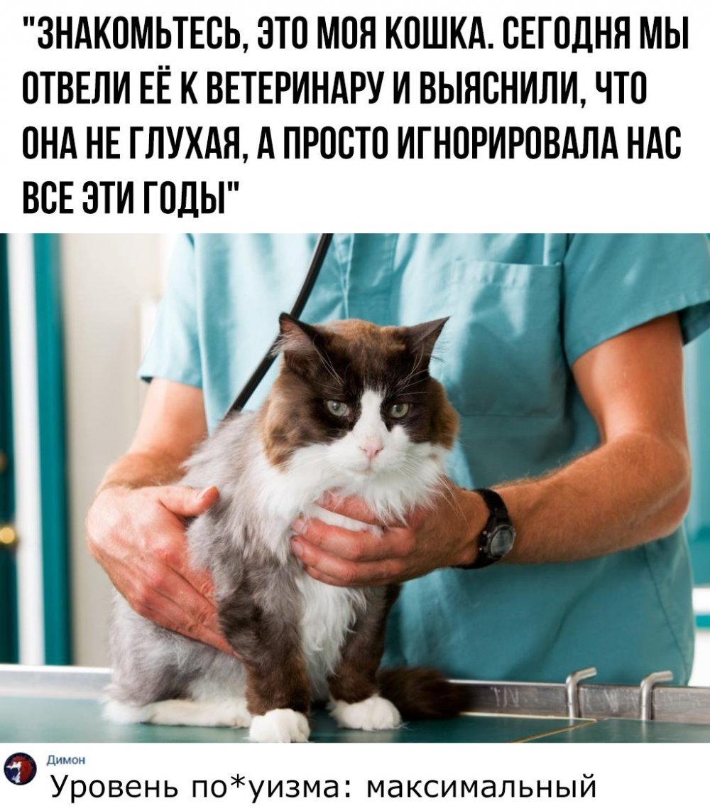 Кот у ветеринара прикол