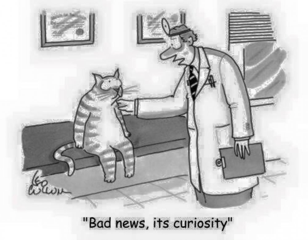 Кот у ветеринара юмор