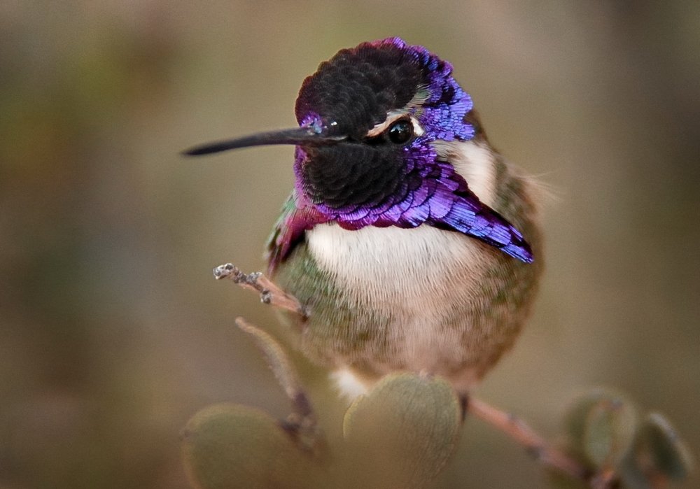 Колибри Calypte costae